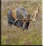 This Large Bull Stops To Graze