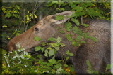 A Moose Calf In The Brush