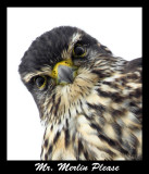 A Merlin With An Attitude