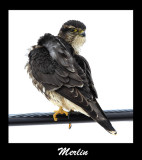 Merlin Fluffing Its Feathers