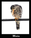 Dont Pick Your Feet Mr. Merlin Please