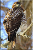 Juvenile Red-tail