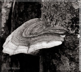  As Seen In Black And White