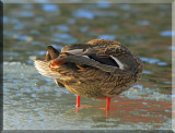 One Cold Day For The Ducks