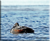 The Harlequin Duck Trying To Survive The Cold