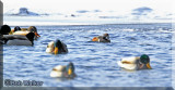 The Harlequin Duck Mingles Among The Mallards