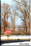 Some Of The Trees That Line The Lakes Shoreline Are Where The Eagles Perch