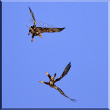 There Are Winners And There Are Losers There Seems In These Aerobatic Maneuvers