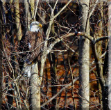 This Bald Eagle Was Spotted At Syracuses Inner Harbor Along Its Shoreline