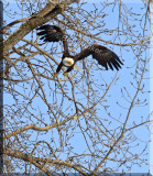 And The Bald Eagle Becomes Airborn