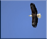 A Mature Bald Eagle In Flight Over Parking Lots
