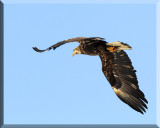 The Immature American Bald Eagle Flying Almost Overhead