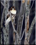 A Young Red-tail Hawk Watches Us From Its Perch