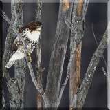The Red-tail Hawks Spots Something Of Interest