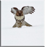 Does The Red-tail Hawk Have Something?