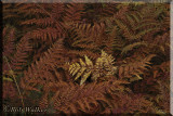 Fall Fern Observation