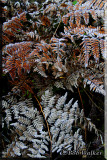 Frosted Ferns