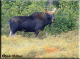 A Closeup View Of The Young Bull Moose