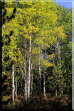 Foliage Deep In The Woods Where The Woodland Monarchs Live