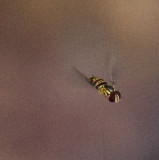 Sweat Bee in Flight