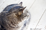 Blue - Ears-Head Markings