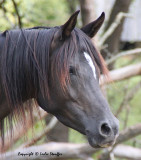Portrait of an Arabian mare
