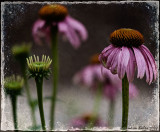 Purple Cone Flower