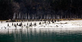 Stumps along the water