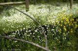 fence with flowers