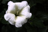 Georgias Flower