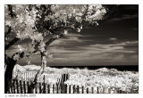 Beach,  fence and tree (brown toned)