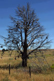 The Shoe Tree