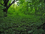 Rain = green