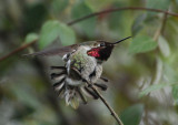 Mating Hummingbird 2.jpg
