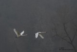 Trumpeter Swans