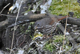 Fox Sparrow