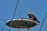 Osprey