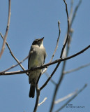 Olive-sided Flycatcher