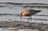 Red Knot