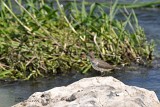 Spotted Sandpiper