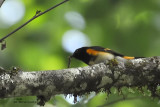 American Redstart