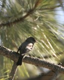 Dusky Flycatcher