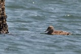 King Eider female breeding