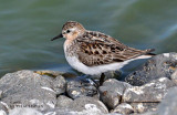 Red-necked Stint