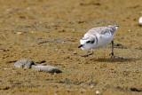 Snowy Plover