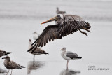 Brown Pelican