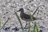 Pectoral Sandpiper