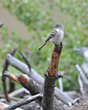 Gray Flycatcher