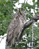 Great Horned Owl Eastern Subspecies