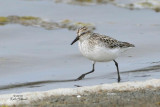 Semipalmated Sandpiper